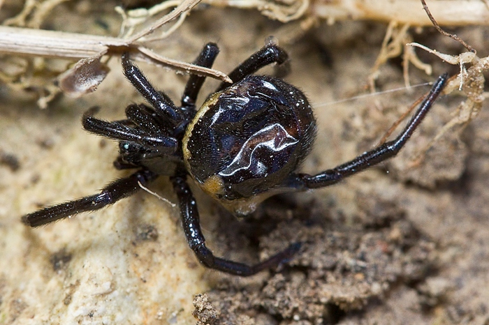 Steatoda paykulliana  di Malta